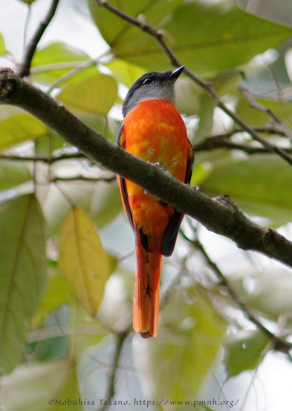 0911grey_chinned_minivet0827