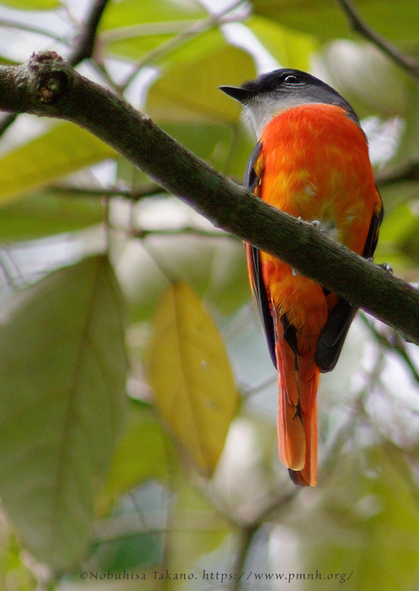 0911grey_chinned_minivet0829