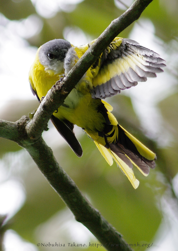 0911grey_chinned_minivet0846