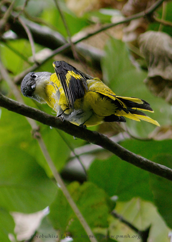 0911grey_chinned_minivet0864