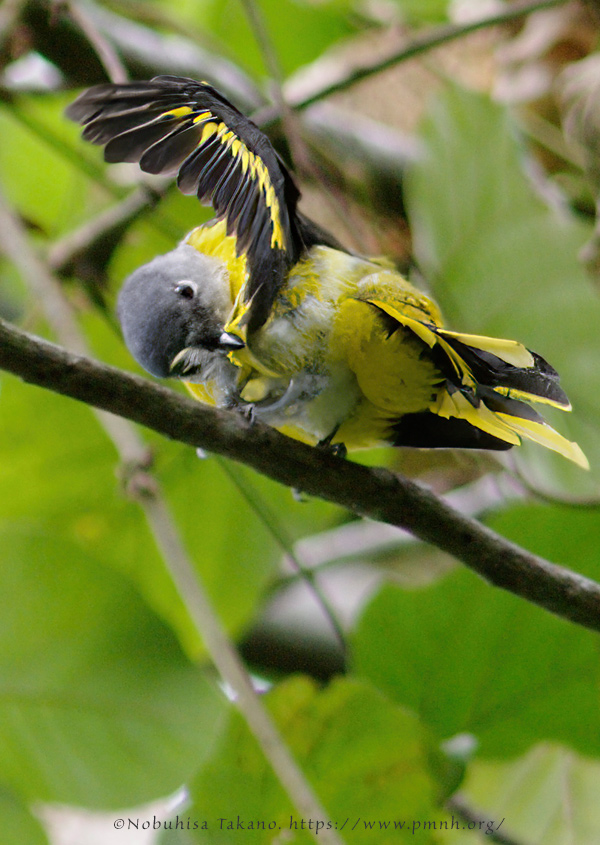 0911grey_chinned_minivet0865