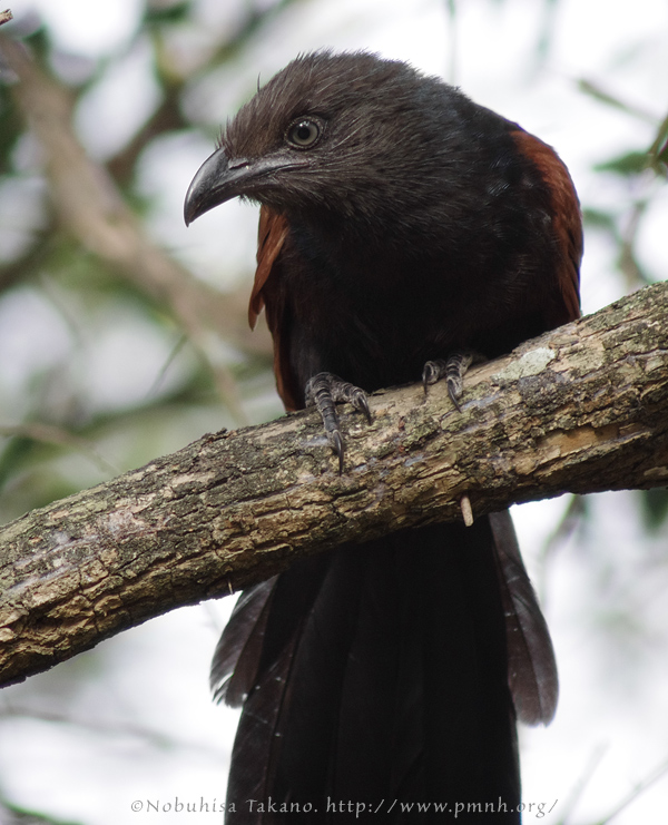 1107gcoucal27