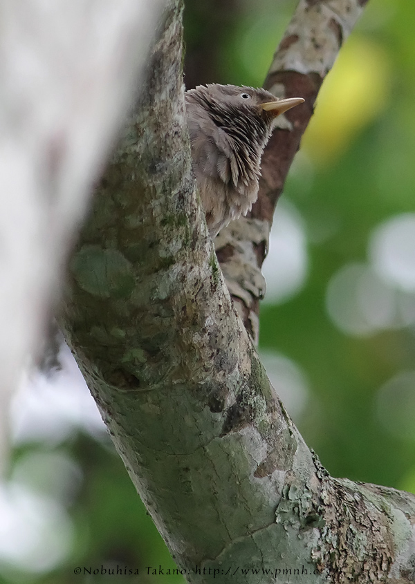 1107yellowbilledbabbler0999