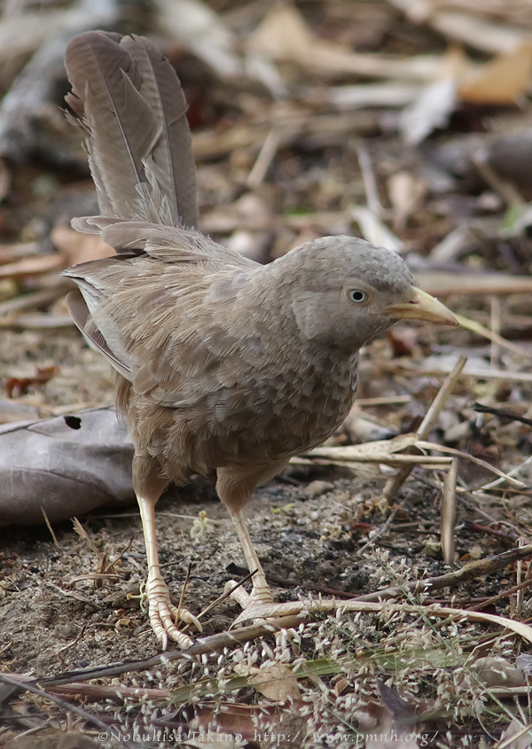 1107yellowbilledbabbler1373