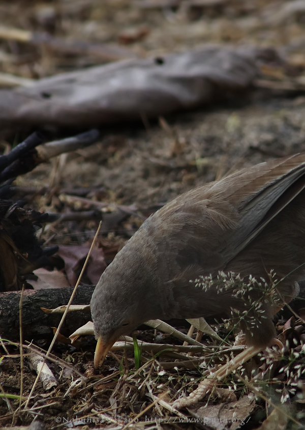 1107yellowbilledbabbler1375