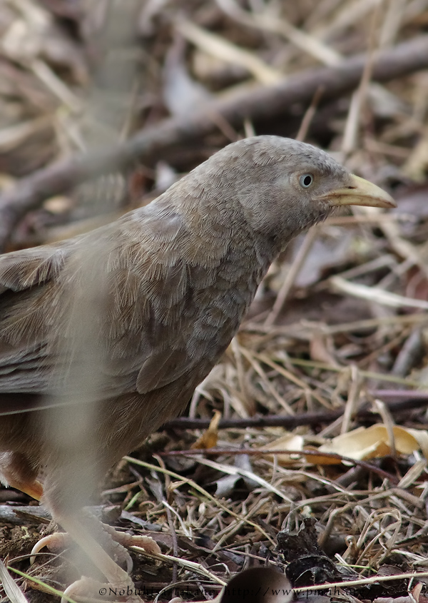 1107yellowbilledbabbler1380