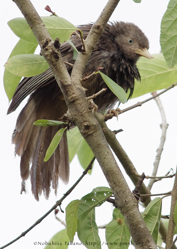 1107yellowbilledbabbler7445