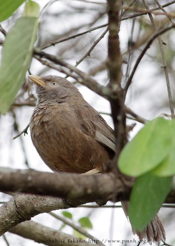 1107yellowbilledbabbler7453