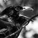 1108asiankoel25_w