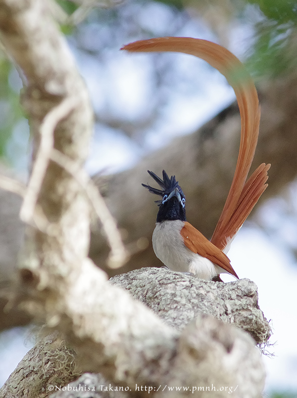 1108asianpflycatcher25