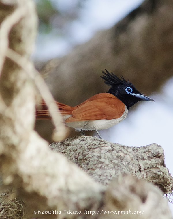 1108asianpflycatcher26