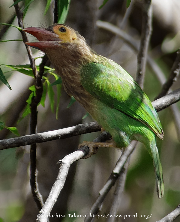 1108bheadedbarbet25