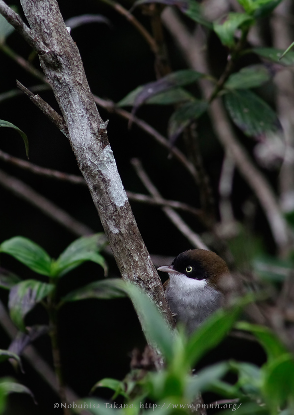 1108darkfrontedbabbler0268