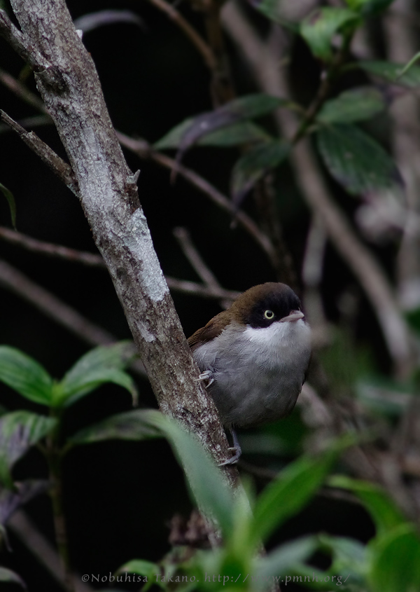 1108darkfrontedbabbler0269