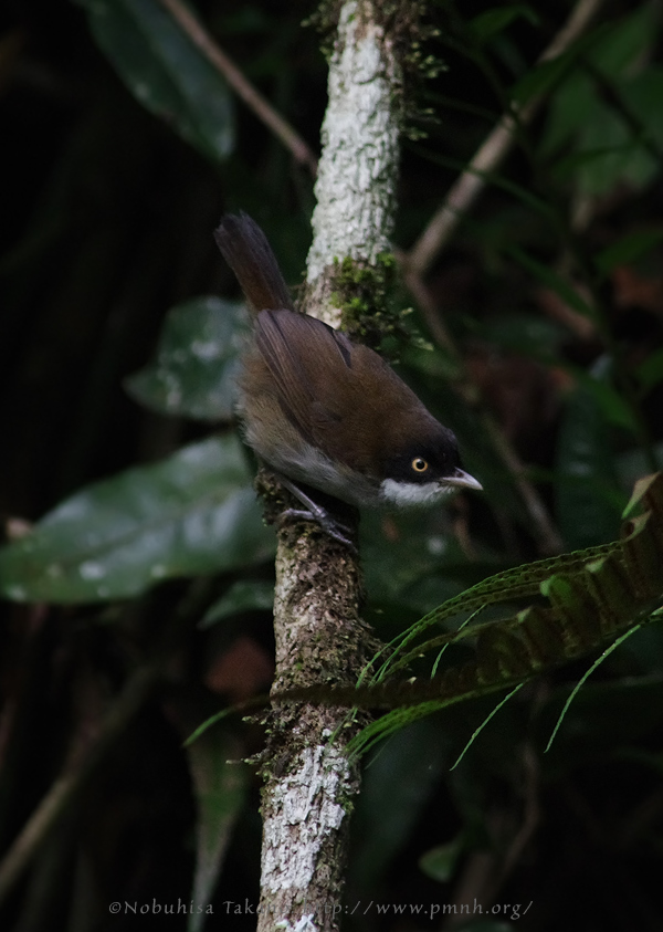 1108darkfrontedbabbler4777