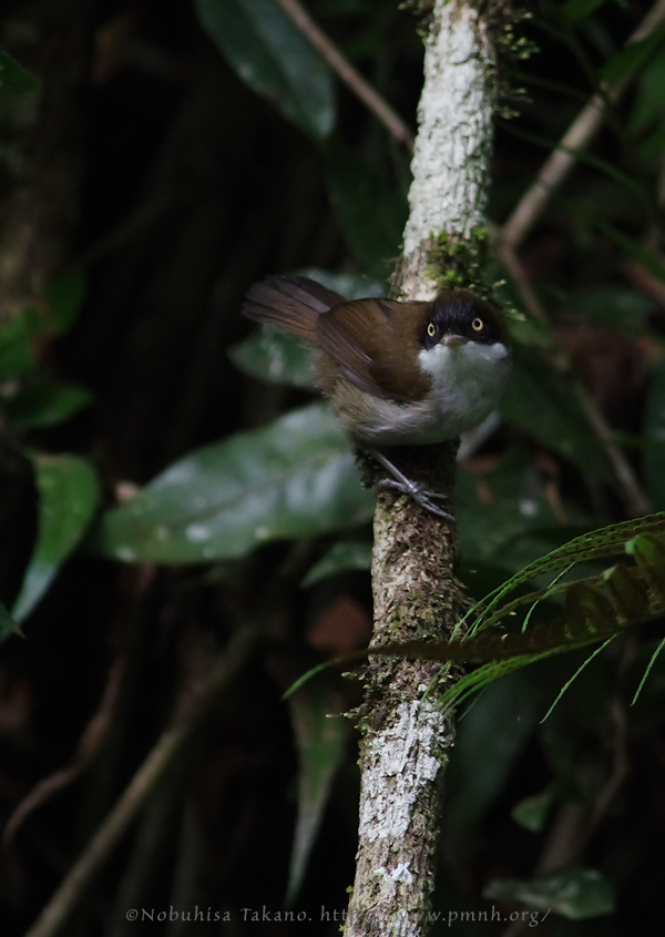 1108darkfrontedbabbler4778