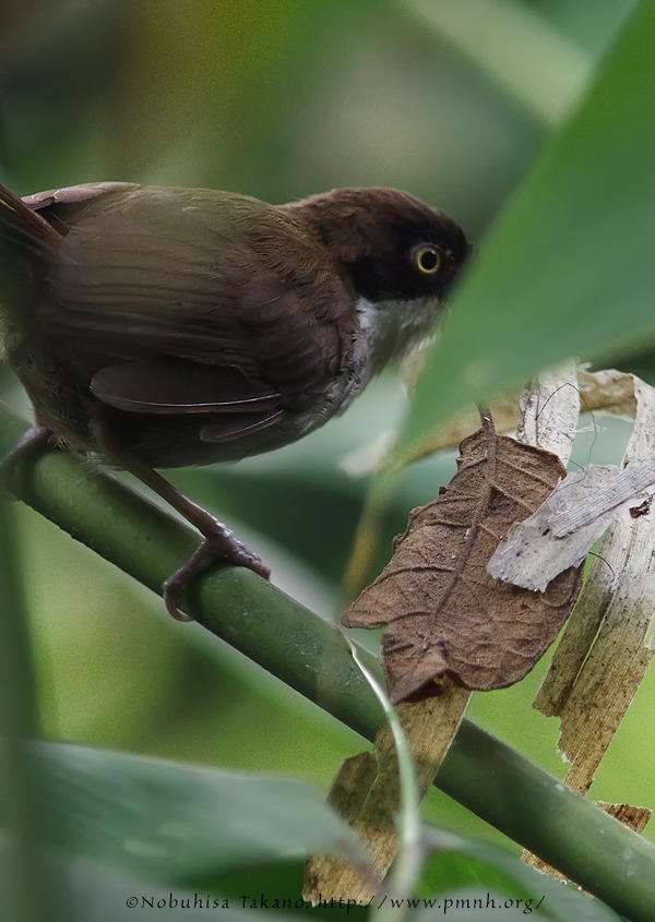 1108darkfrontedbabbler4999