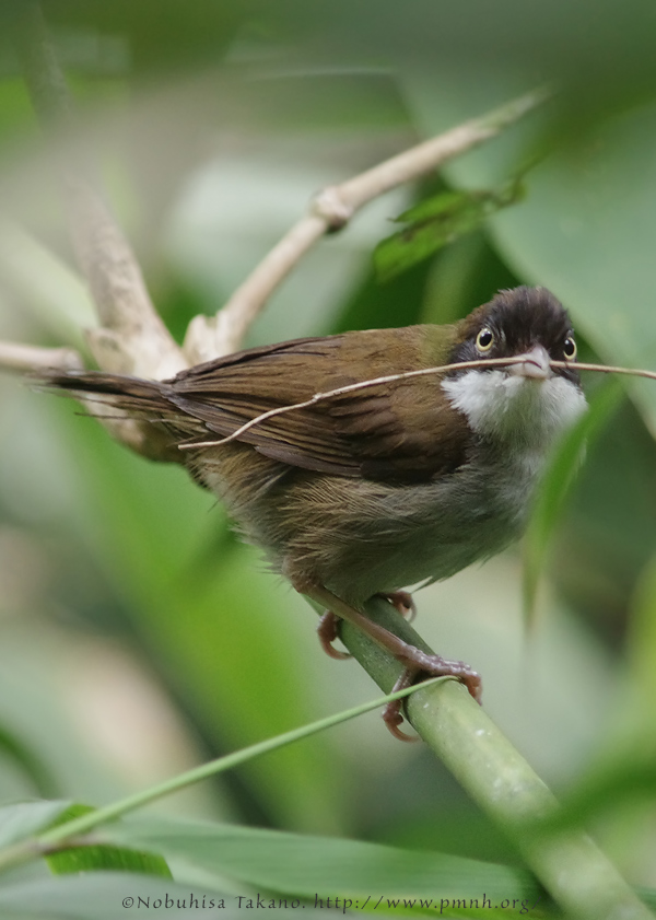 1108darkfrontedbabbler5182