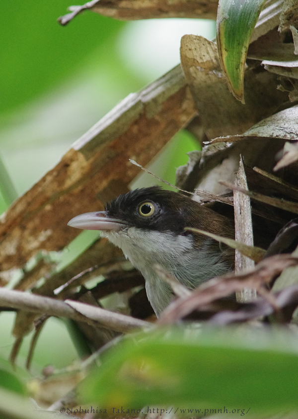 1108darkfrontedbabbler5186