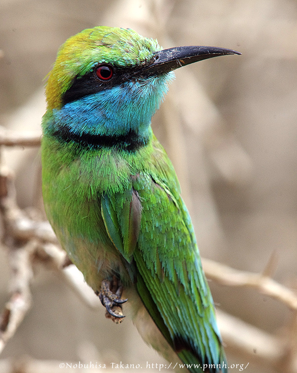 1108greenbeeeater25