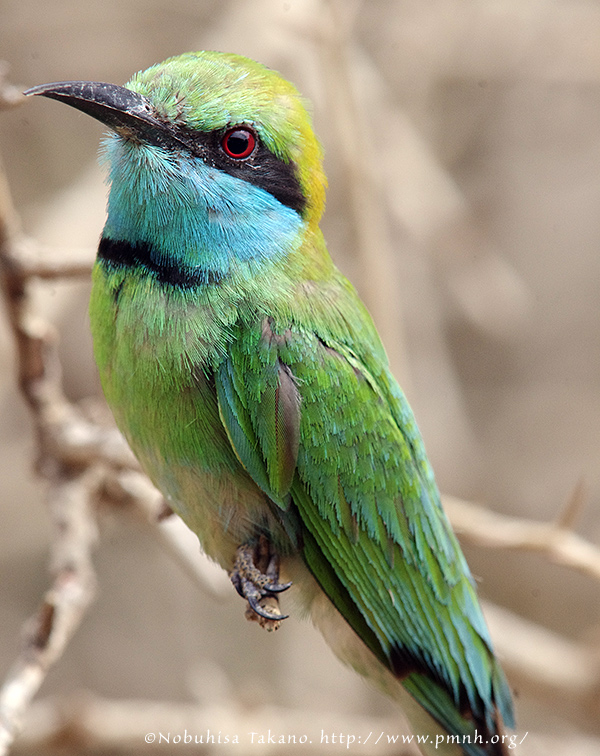 1108greenbeeeater26