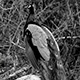 1108indianpeafowl25_w