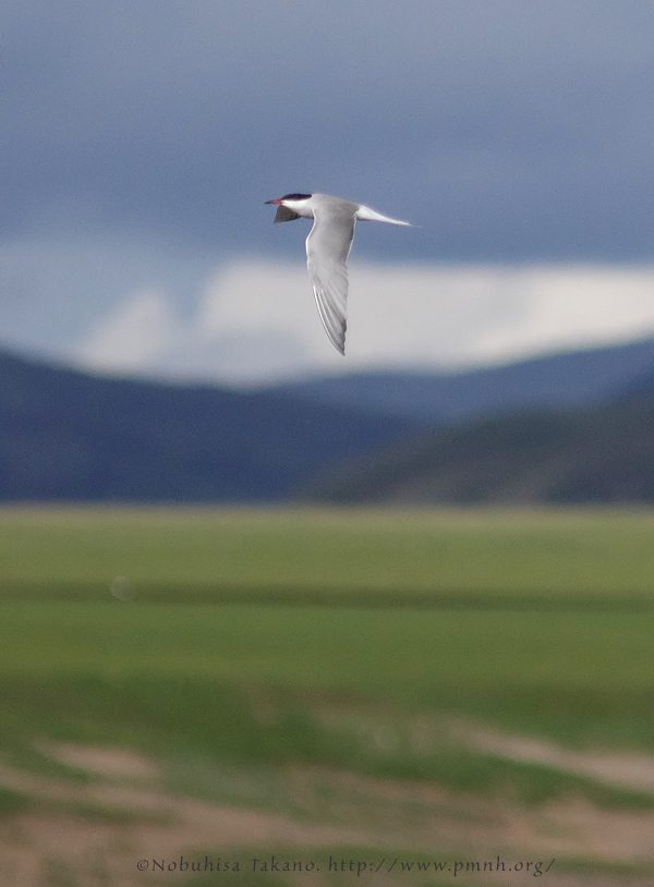 アジサシ - Common Tern - Sterna hirundo