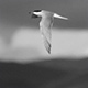 1208commontern02_w