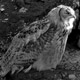 1208eagleowl25_w