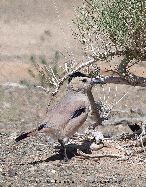 1208groundjay25