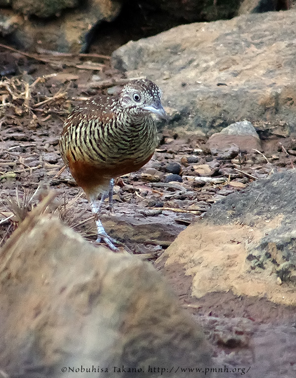 1308barredbuttonquail25