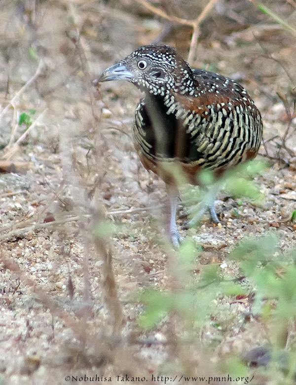 1308barredbuttonquail26