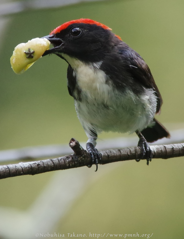 1405flowerpecker272