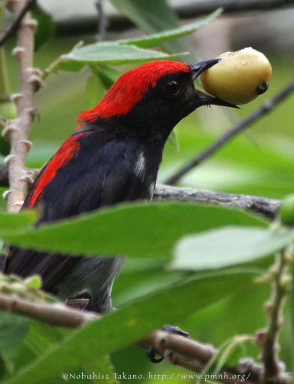 1405flowerpecker8230