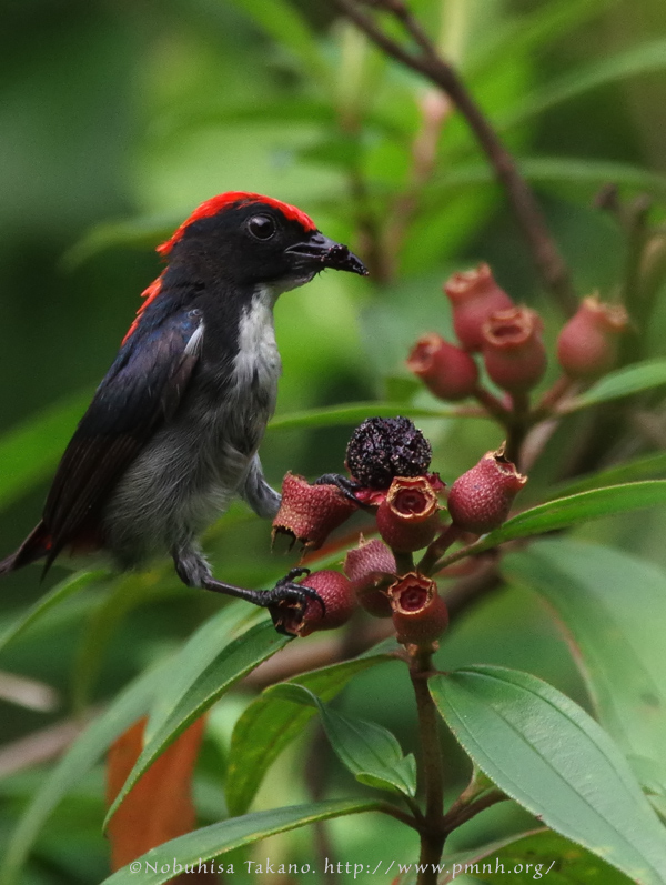 1405flowerpecker902