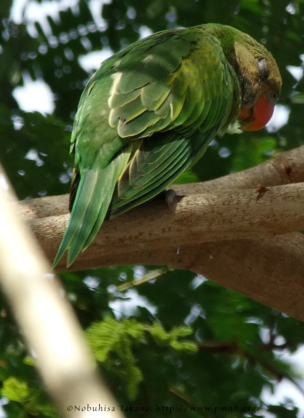 1405longtailedparakeet25