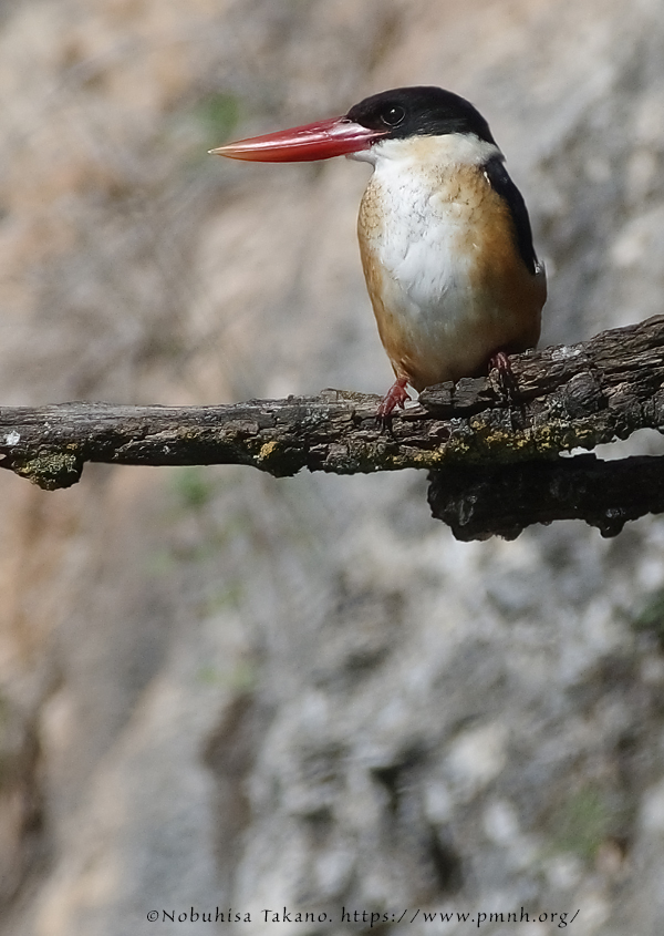 1609blackcappedkingfisher8600