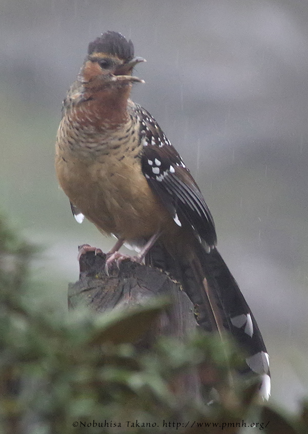 1609giantlaughingthrush5694