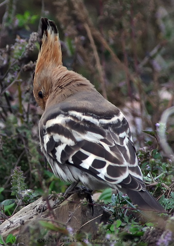 1609hoopoe9091