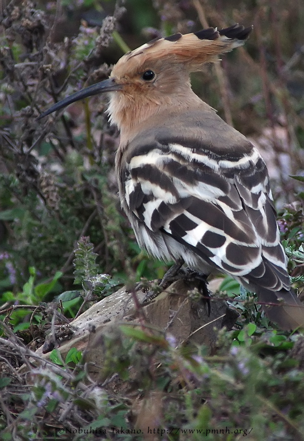 1609hoopoe9092