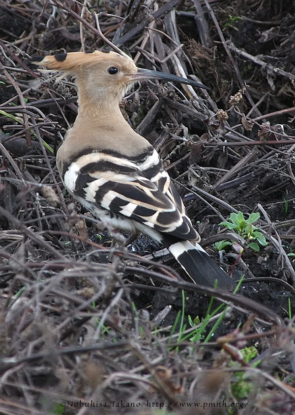 1609hoopoe9104