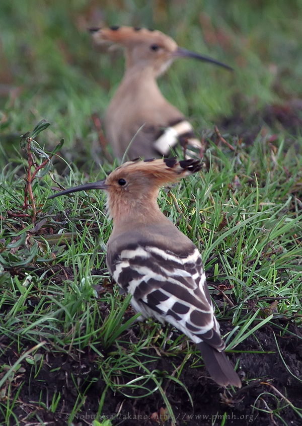 1609hoopoe9123