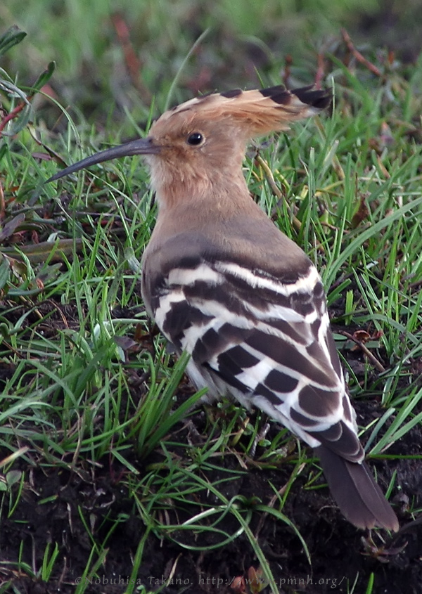 1609hoopoe9129