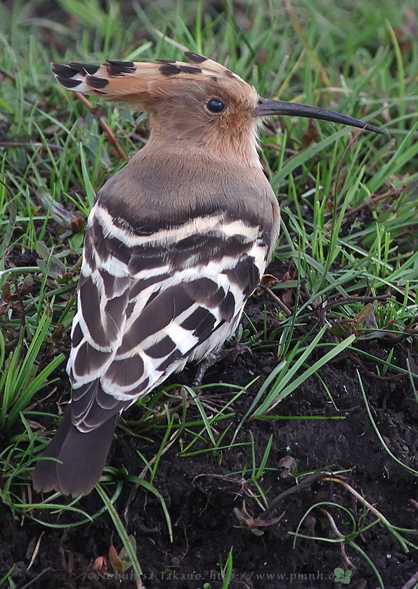 1609hoopoe9168