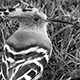 1609hoopoe9168_w