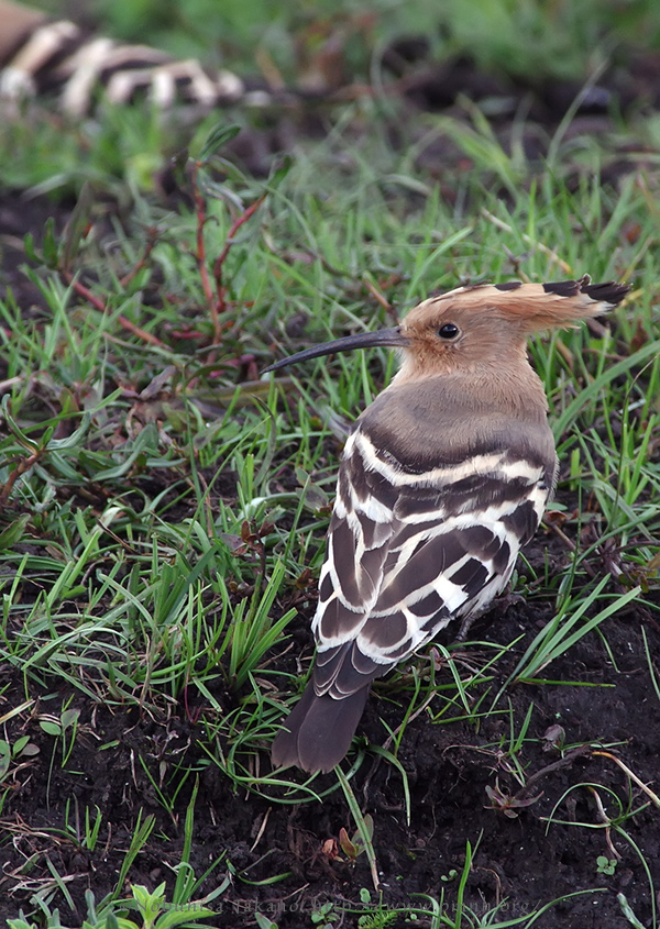 1609hoopoe9194