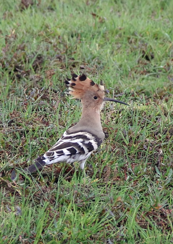 1609hoopoe9201