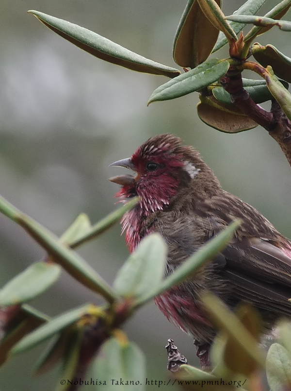 1609wbrowedrosefinch6906