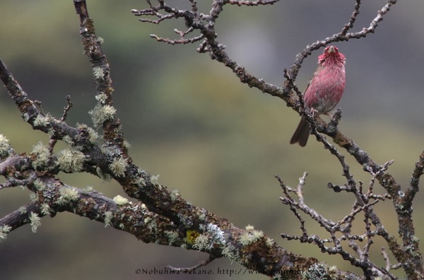 1609wbrowedrosefinch6978