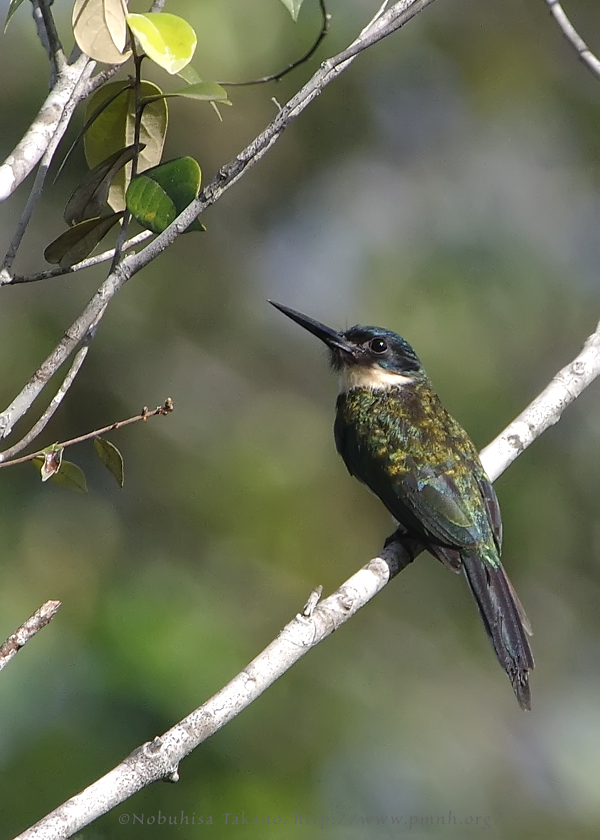 1708bronzyjacamar3973